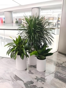 前湾植物租赁哪家值得选？快来一探究竟！